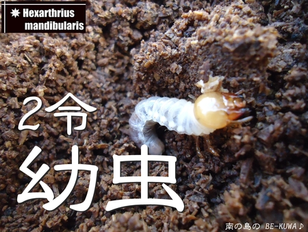 ◆マンディ2令幼虫 & 菌糸組ノコ羽化 & またノコ