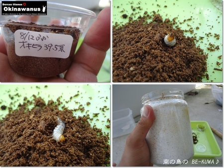 ◆脱皮中 & オキヒラ羽化1号(那覇37系)& etc