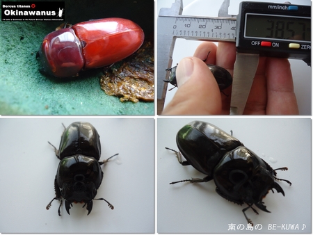 ◆脱皮中 & オキヒラ羽化1号(那覇37系)& etc