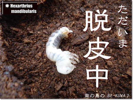 ◆脱皮中 & オキヒラ羽化1号(那覇37系)& etc