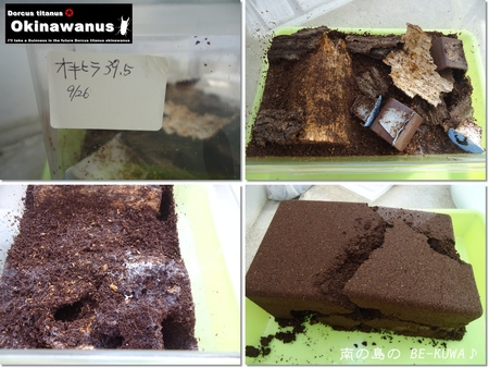 ◆C&A & 37系♂蛹化 & ボウズ & be-kuwa秋号