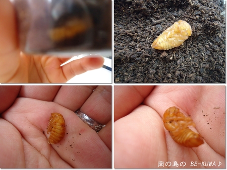 ◆ESCAPE & 体長予想表 & 続37系オキヒラ羽化 & 謎の蛹