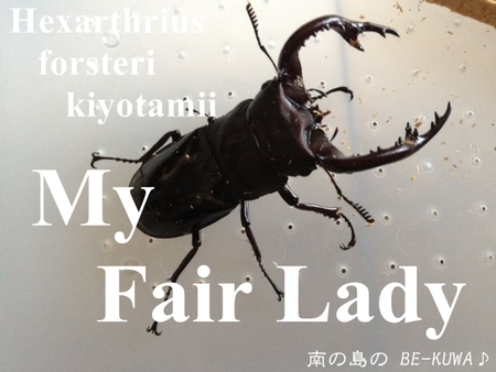◆My Fair Lady (kiyotamii) & 琉球小鍬形 & 採集 & 余品