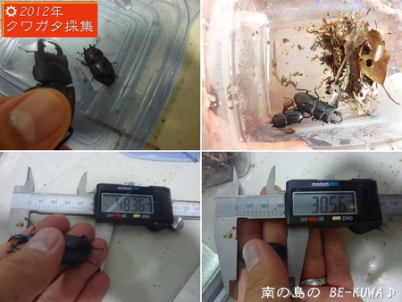 ◆My Fair Lady (kiyotamii) & 琉球小鍬形 & 採集 & 余品