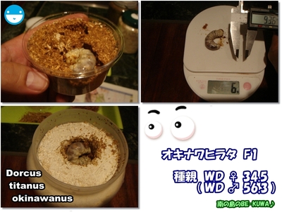 魔王降臨近し! & オキヒラビン交換1 & パラワン体重測定