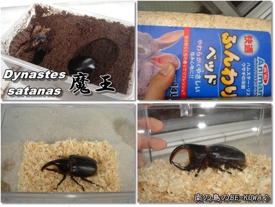 Xmas & 魔王様玉座へ & パラワン♀(DDA)羽化2号