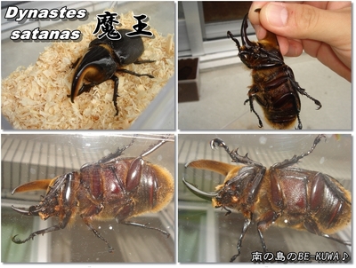 Xmas & 魔王様玉座へ & パラワン♀(DDA)羽化2号
