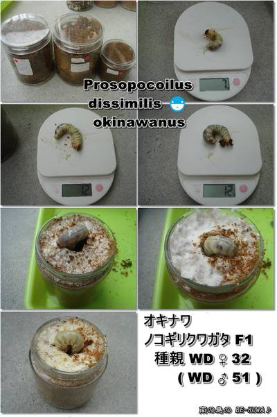 ◆閏日 & 蛹 & オキヒラ蛹室 & オキノコビン交換