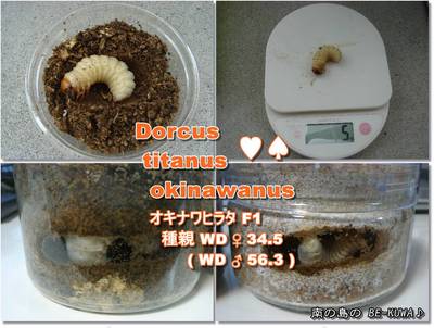 ◆閏日 & 蛹 & オキヒラ蛹室 & オキノコビン交換