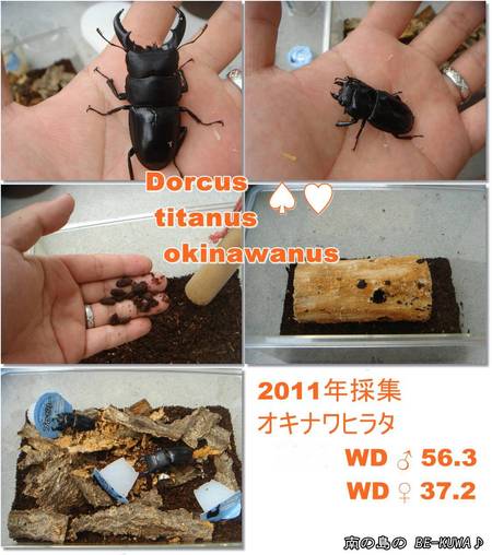 ◆鎮魂歌 & デジタルスケール & オキヒラ & ニジイロ蛹室