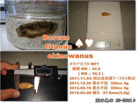 ◆鎮魂歌 & デジタルスケール & オキヒラ & ニジイロ蛹室