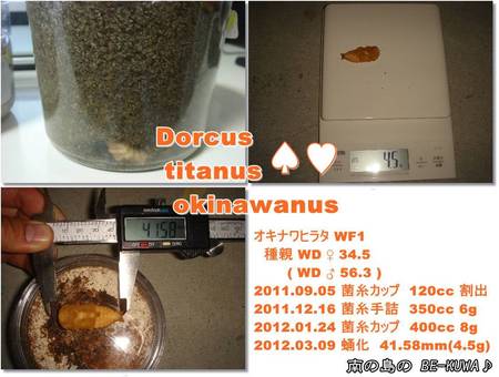 ◆鎮魂歌 & デジタルスケール & オキヒラ & ニジイロ蛹室