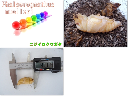 ◆1周年 & パラワン再セット & 羽化・蛹化 & 七色蛹