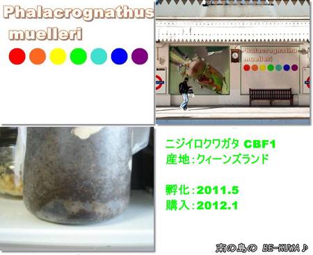 ◆鎮魂歌 & デジタルスケール & オキヒラ & ニジイロ蛹室