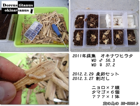 ◆4/1 & オキヒラ♀羽化 & オキヒラ割出 & 野外にて