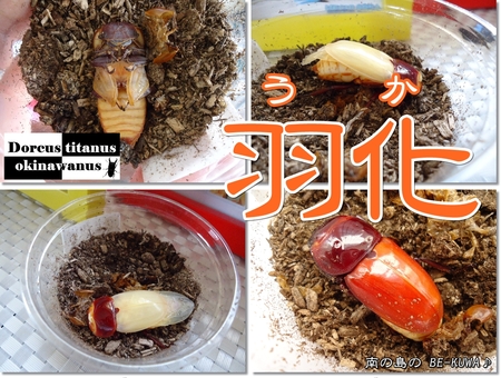 ◆4/1 & オキヒラ♀羽化 & オキヒラ割出 & 野外にて