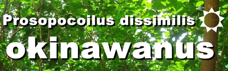 ◆限界LOVERS & オキヒラ野外ペア & 産卵セット & 蛹化