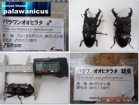 ◆カブト蛹 & パラワン産卵セット & クワカブ友訪問