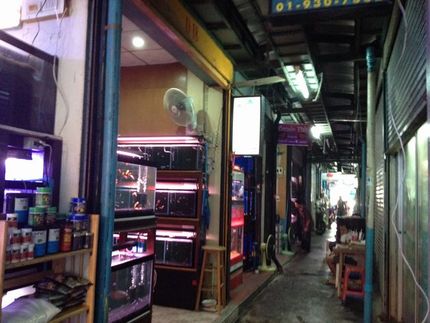 タイの熱帯魚店
