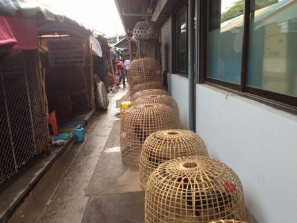 タイの熱帯魚店