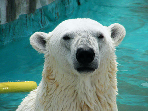 アレルギーには動物園が効く!