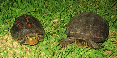 ヤシガニとセマルハコガメが出会った♪ ヤシガニとセマルハコガメが出会った♪