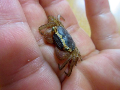 こんな小さいカニもいましたよ! こんな小さいカニもいましたよ!
