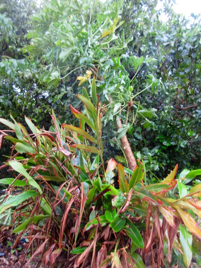 突如現れ、石垣島を直撃した台風3号 突如現れ、石垣島を直撃した台風3号