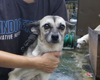 迷子犬、捜しています！ 2011/12/22 14:53:22