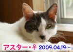 アスター。里親様募集中