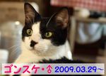 ゴンスケ。里親様決定
