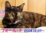 フォール。里親様募集中
