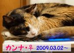 カンナ。里親様募集中
