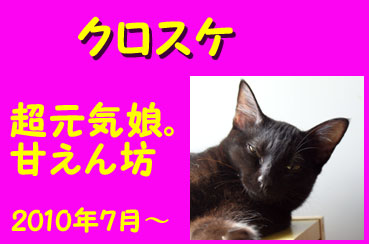 クロスケ。家族募集中