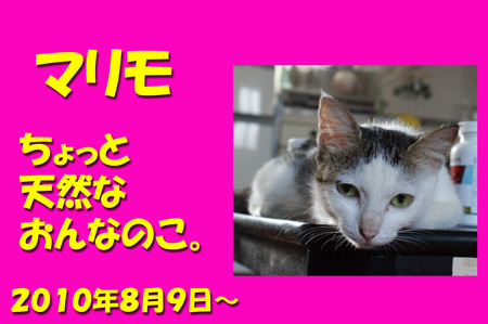 マリモ。家族募集中