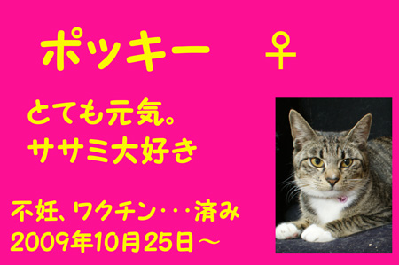 ポッキー。家族募集中