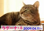 ラグーナ。里親様募集中