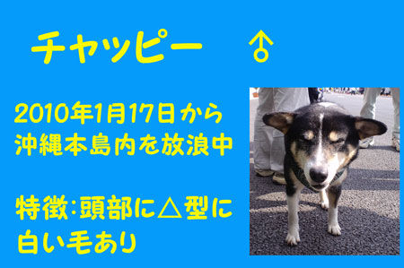 チャッピー。放浪中