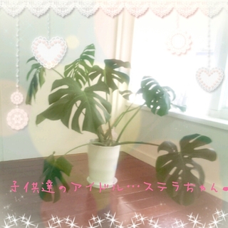 ステラちゃん
