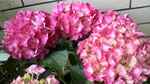 紫陽花 紫陽花