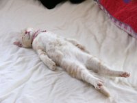 ★タッセルﾚｰｽ販売開始★ 2012/05/06 13:58:49