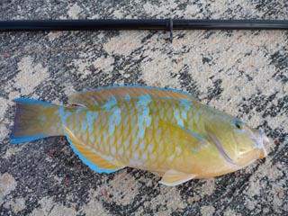 11/25 ズタブクロ的出血大サービス鳩間島釣行期