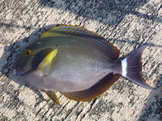 11/25 ズタブクロ的出血大サービス鳩間島釣行期