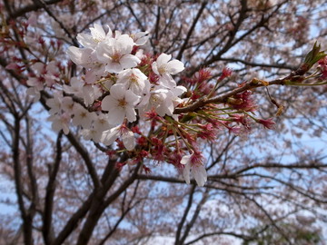 名残りの桜