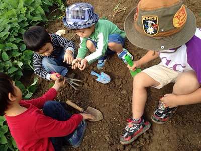 Sweet Potato Picking ! 芋ほり遠足