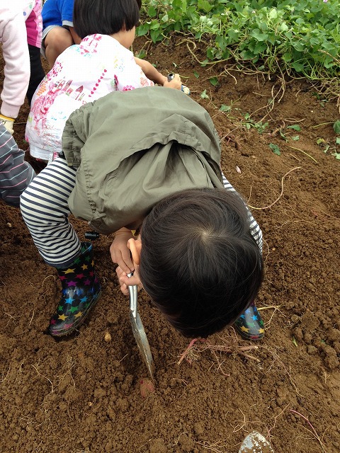 potato picking