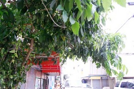 浮島通りにハトが…