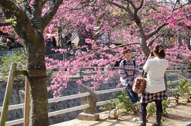 なはさくらまつり開催中です♪