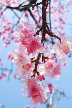 なはさくらまつり開催中です♪