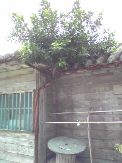 珍百景見つけました